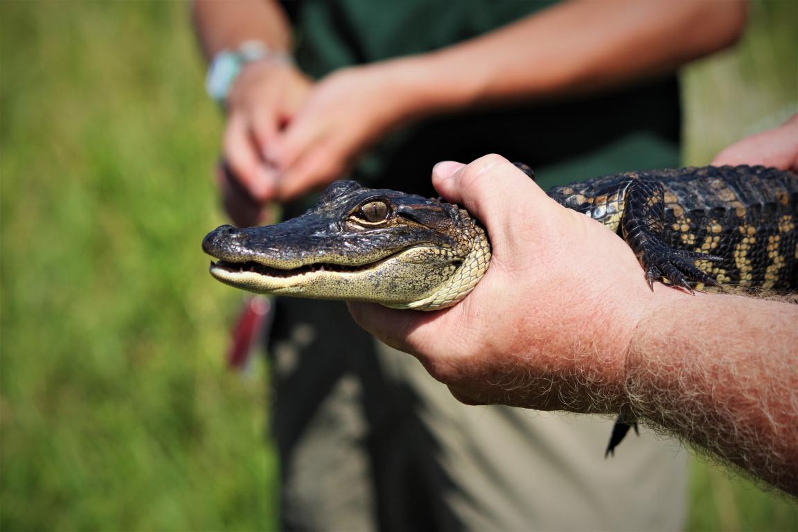 An agency biologist holds a small alligator 