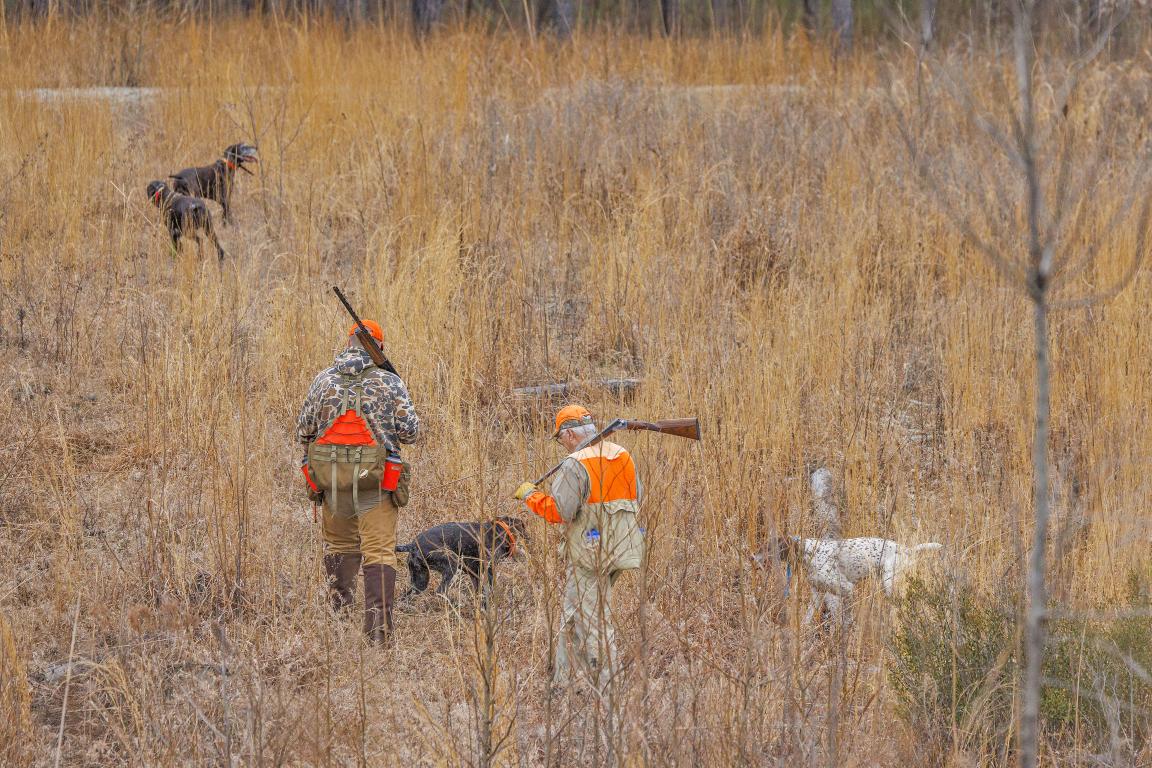 Two hunters walking through tall grasses with their hunting dogs