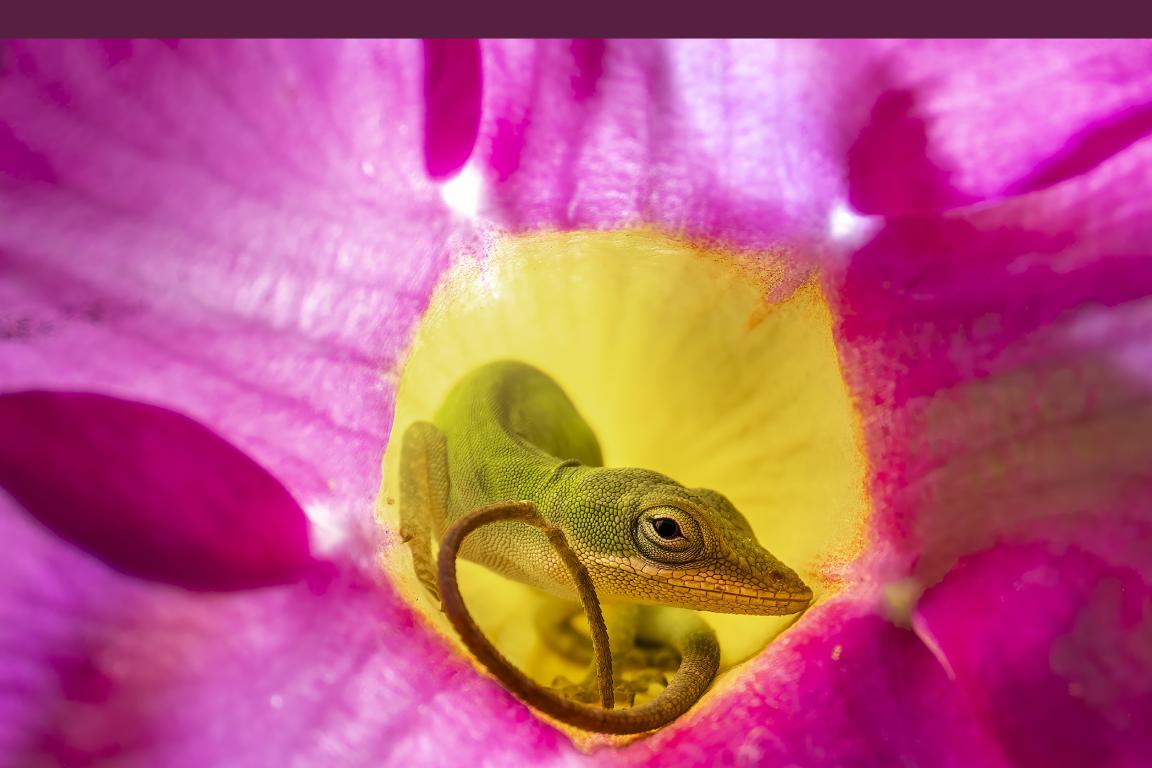 The cover of the July-August 2026 Wildlife in North Carolina Magazine features the winning photo of a lizard peeking from inside a fuschia-colored flower