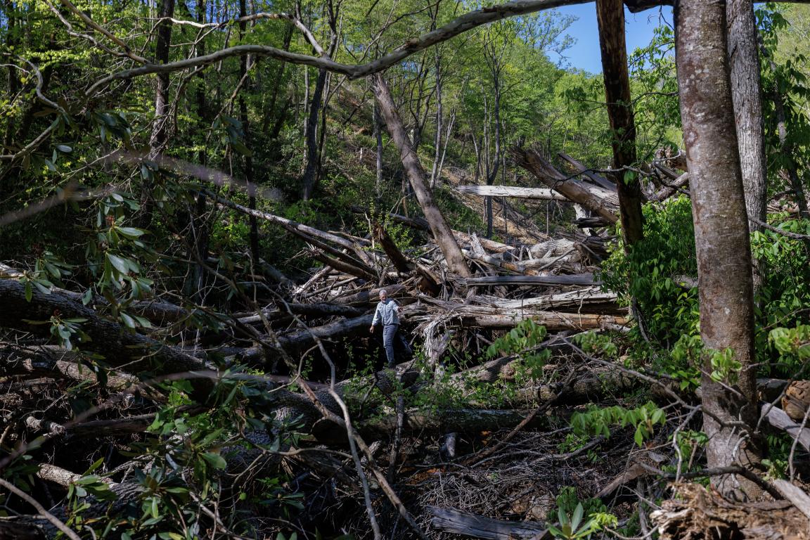 downed trees in a forest setting from Hurricane Helene damage