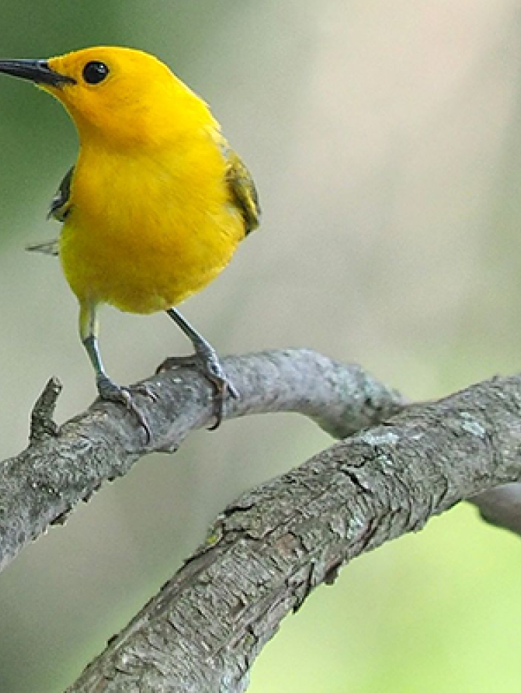 A Prothonotary warbler shows off its side profile while perched on a tree branch
