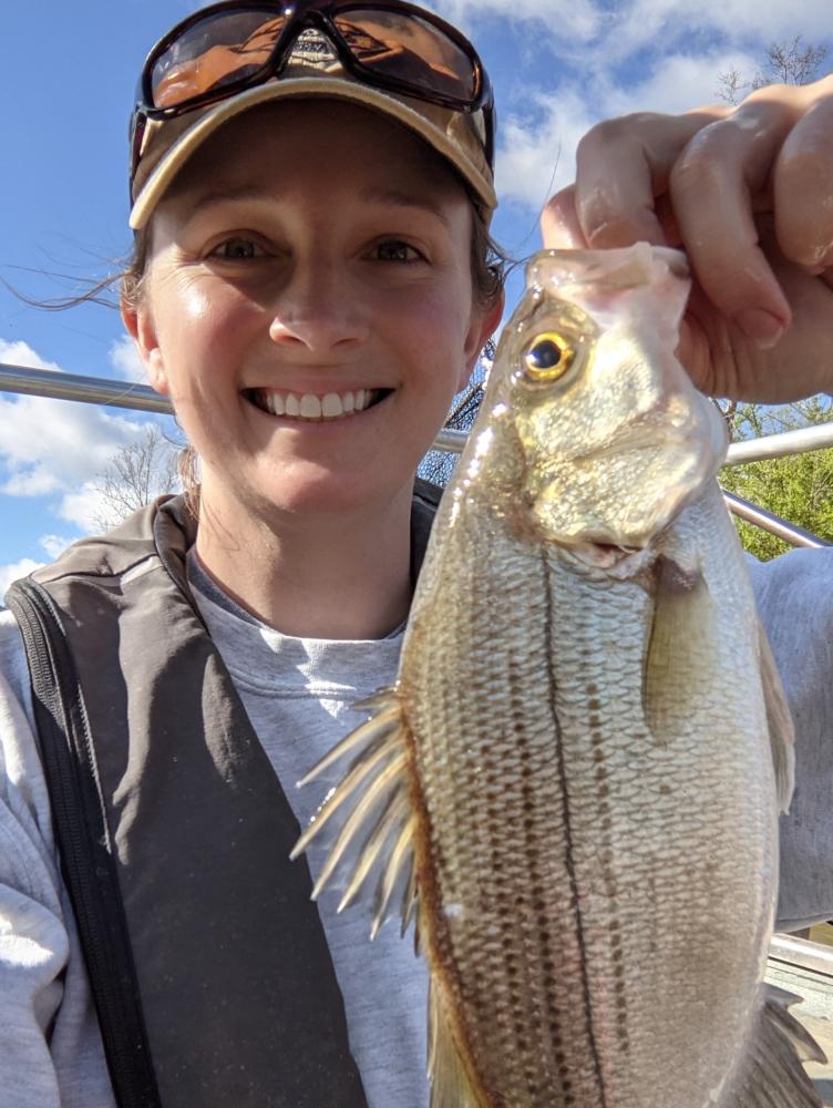 Biologist holding White Bass