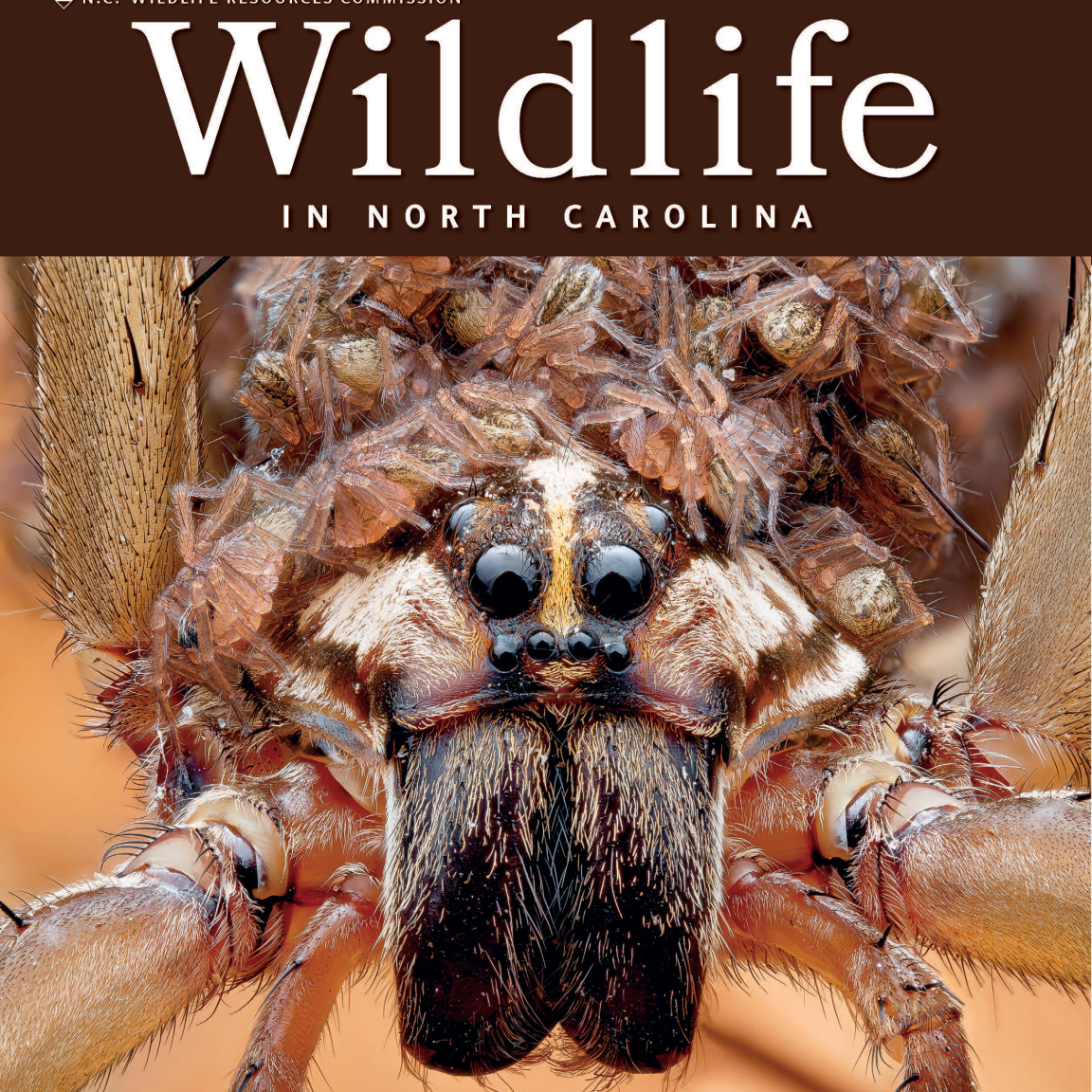 The cover of the July August Issue of Wildlife in North 