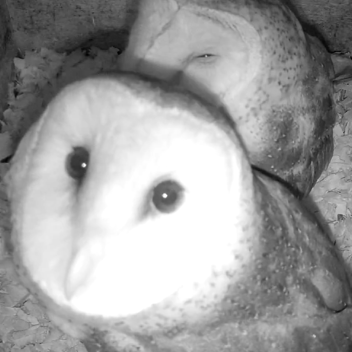 Live cam screenshot of a male and female barn owl in their nest. The male is looking up at the camera.