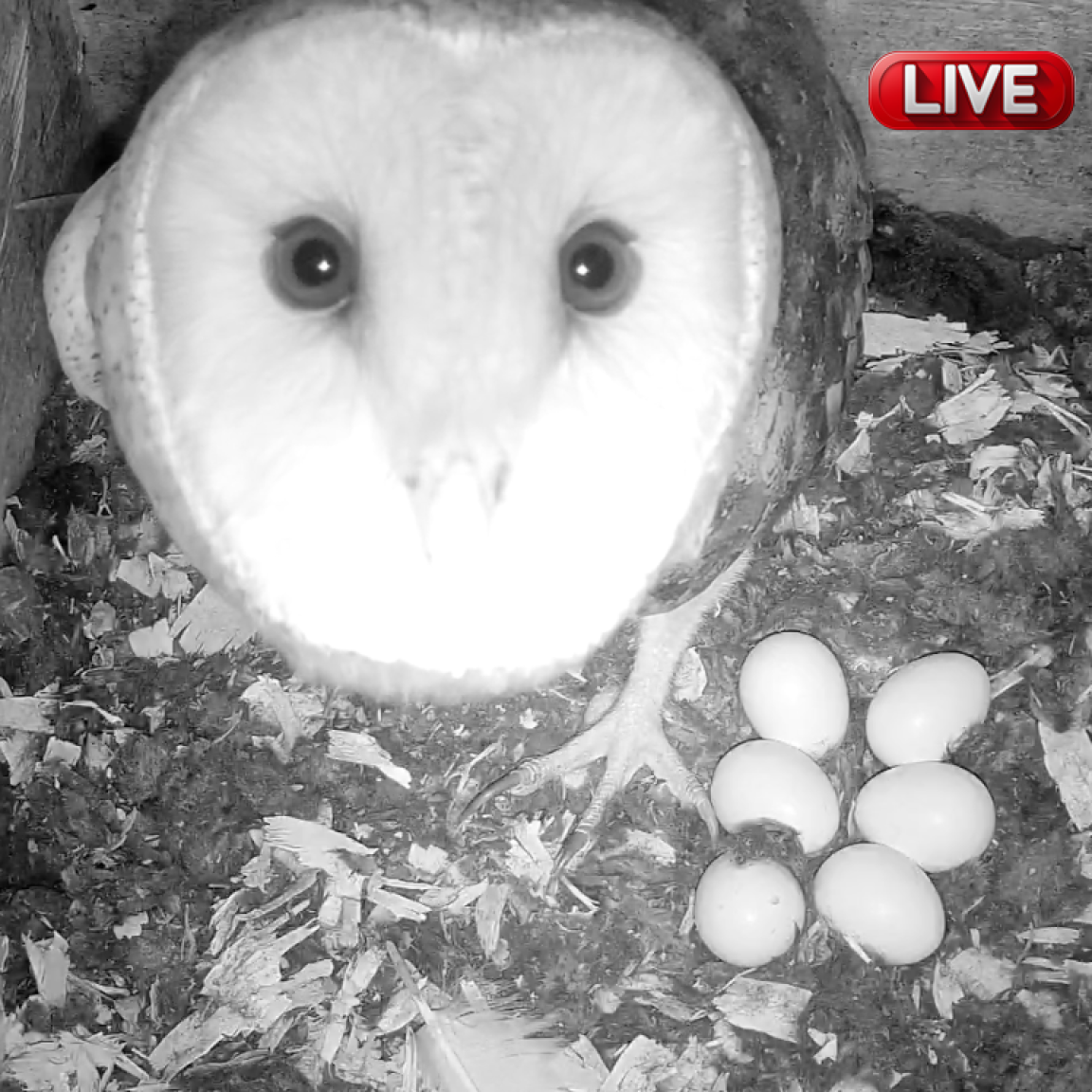 a female barn owl looks directly at the field cam while displaying the 6 eggs next to her in her nest