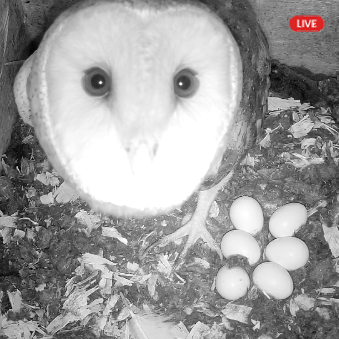 a female barn owl looks directly at the field cam while displaying the 6 eggs next to her in her nest