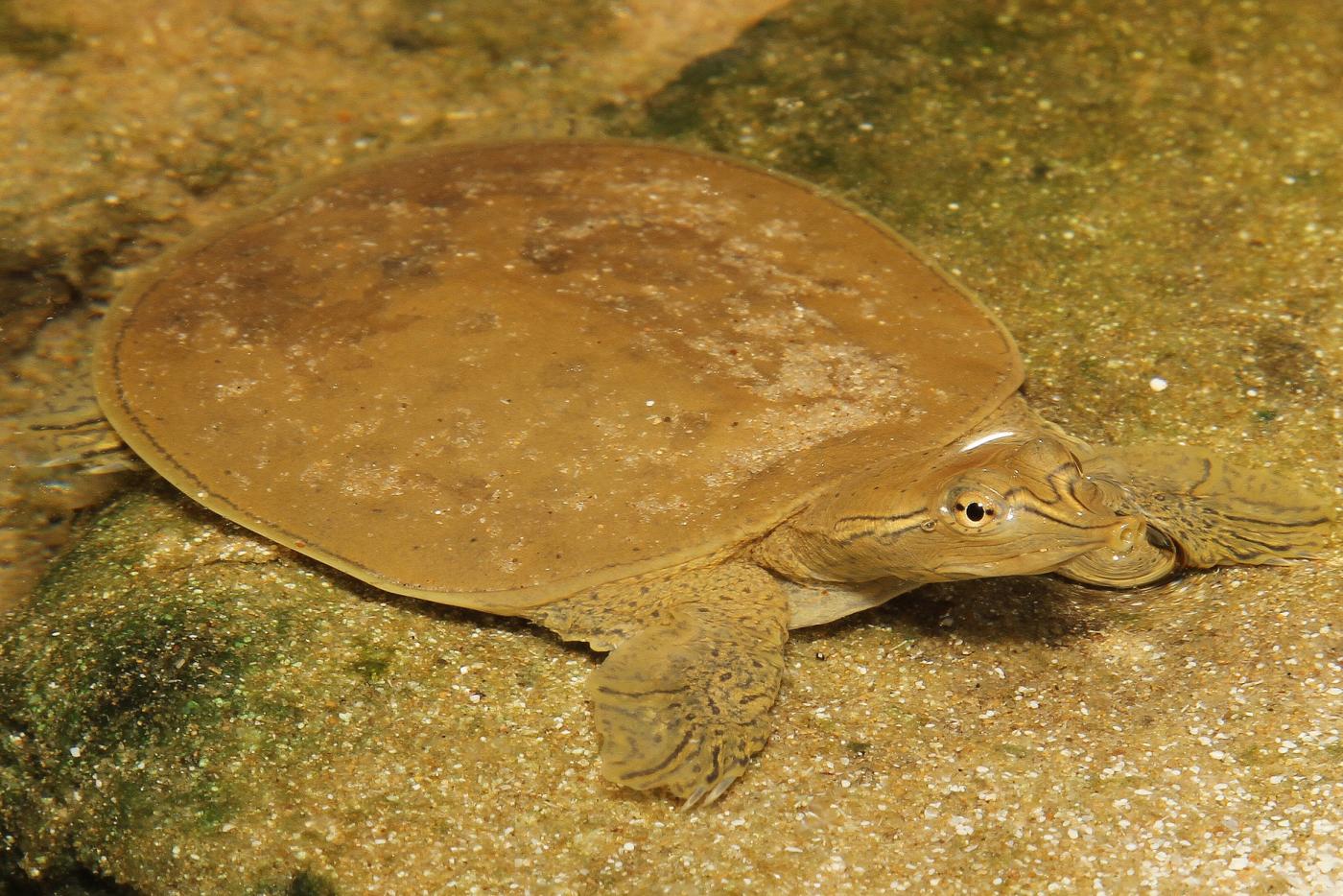 Eastern Spiny Softshell turtle