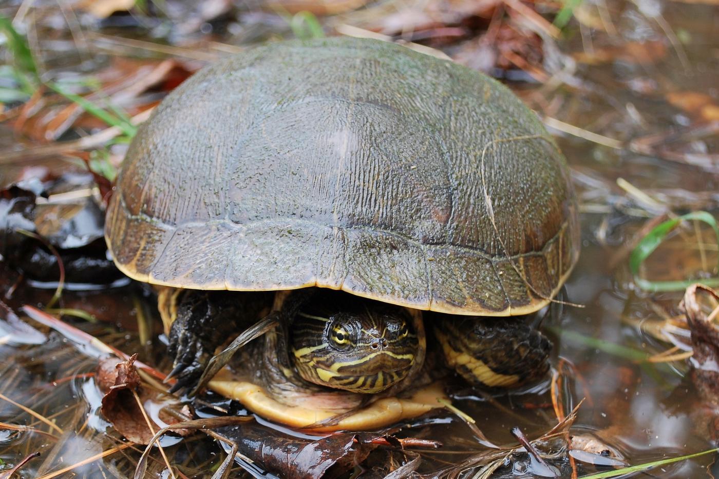 Eastern Chicken Turtle in shallow water