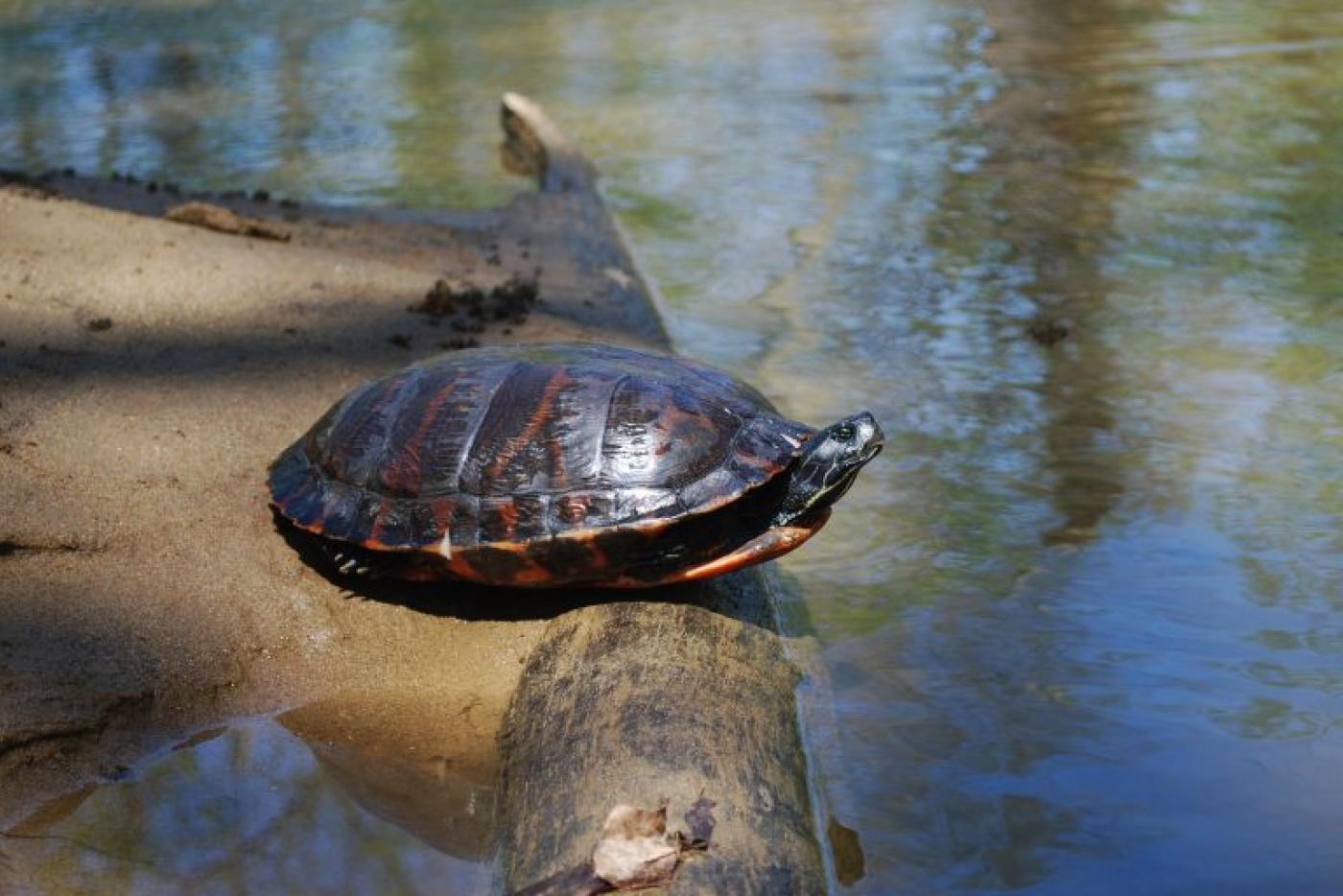 Northern Red-bellied Cooter on a log in the water