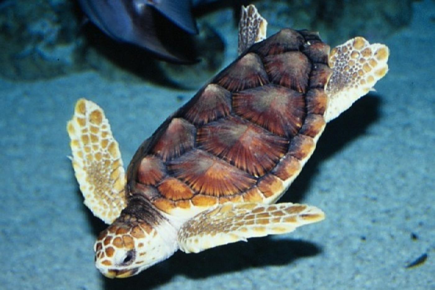 Loggerhead