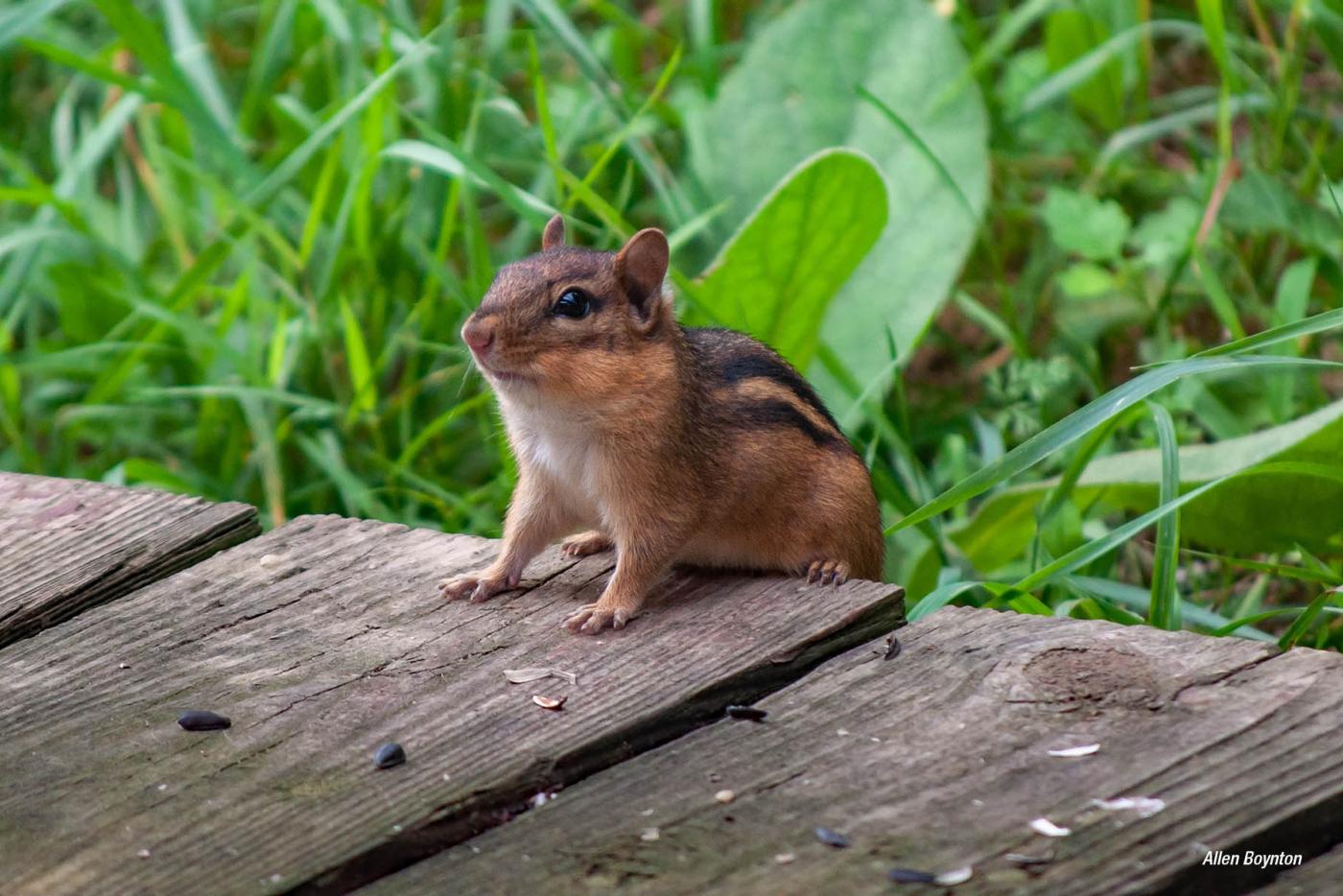 Eastern Chipmunk