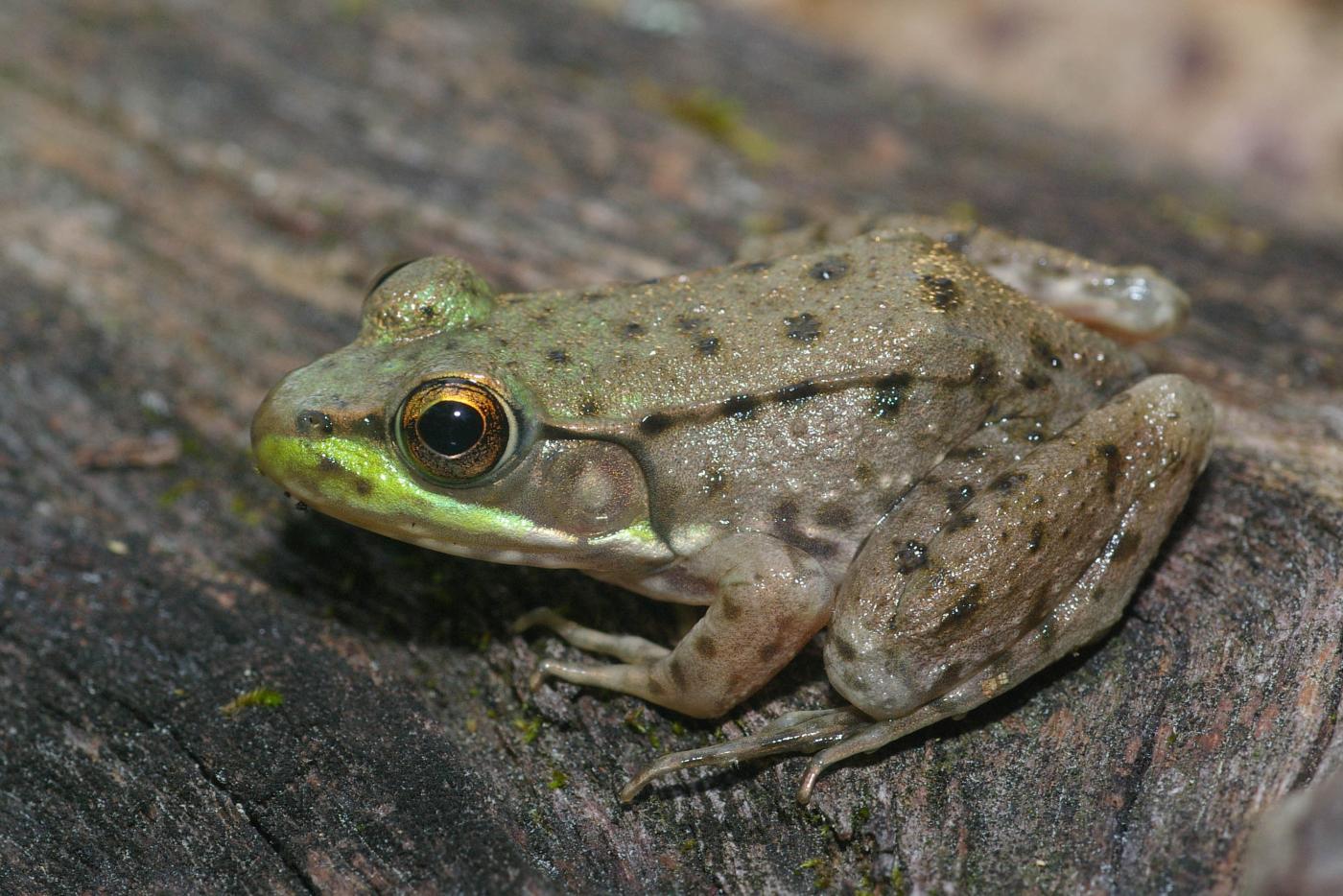 Green Frog