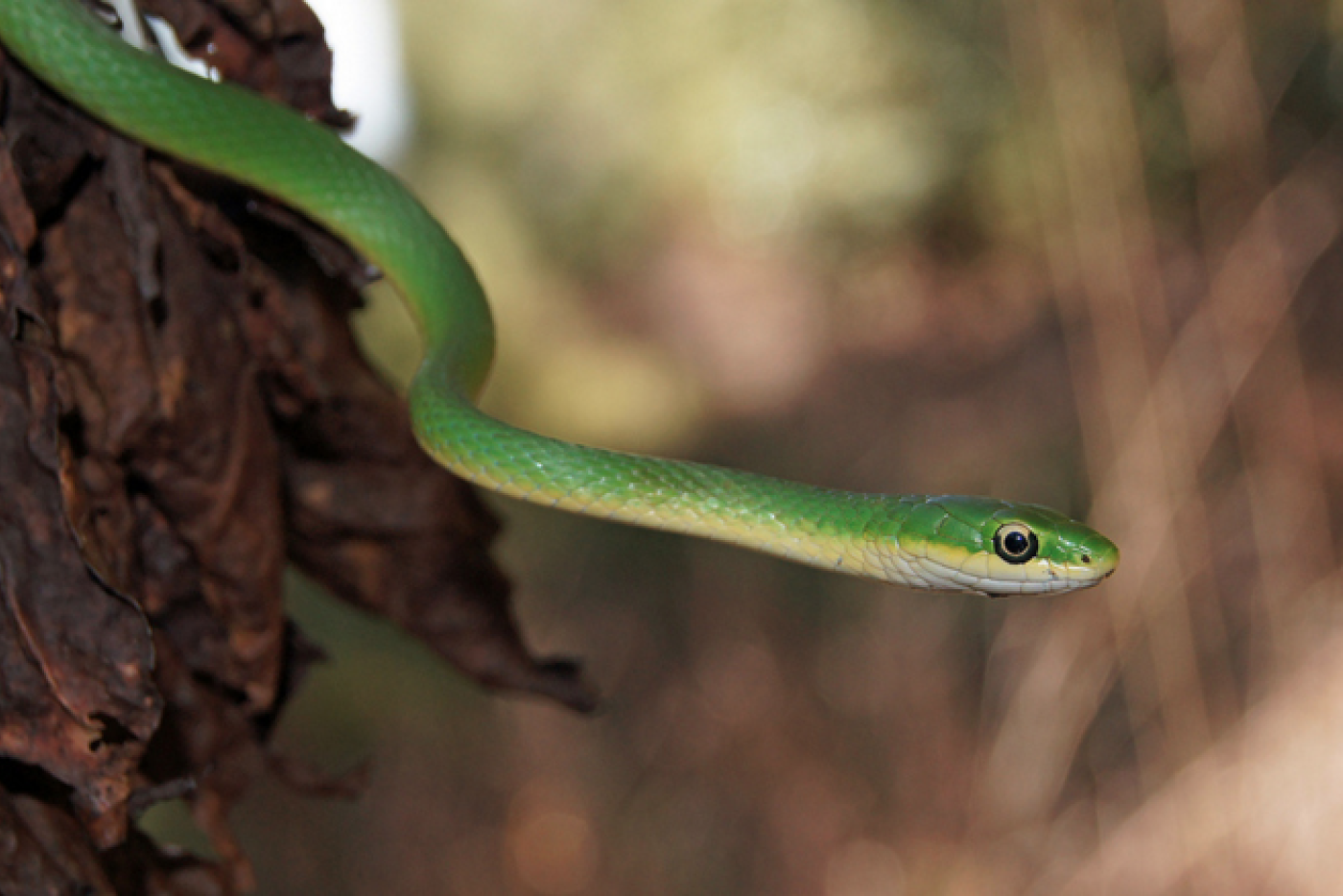Rough Green Snake