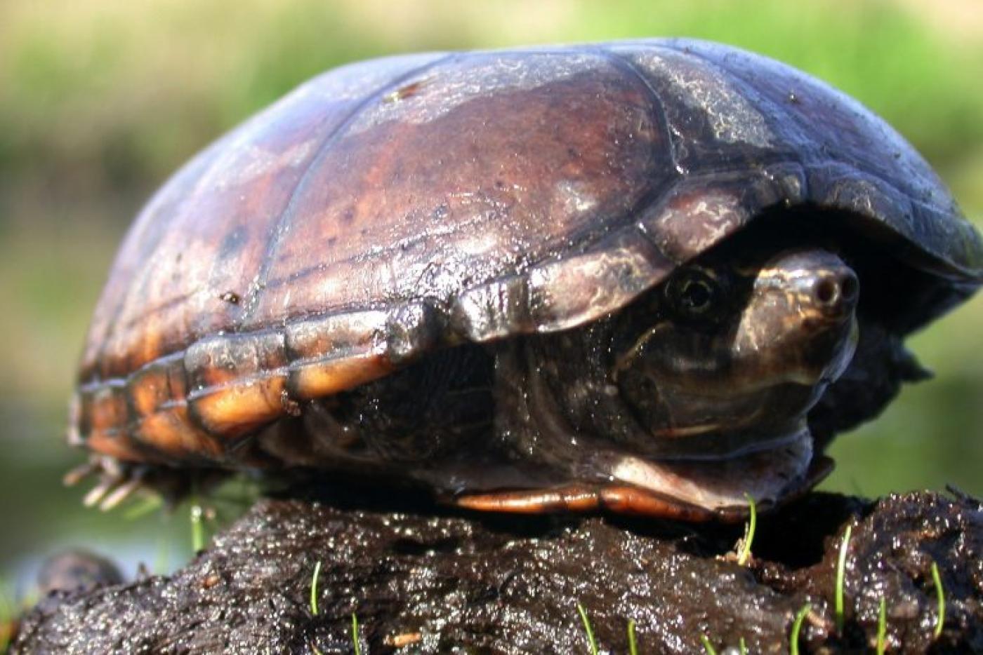 Striped Mud Turtle