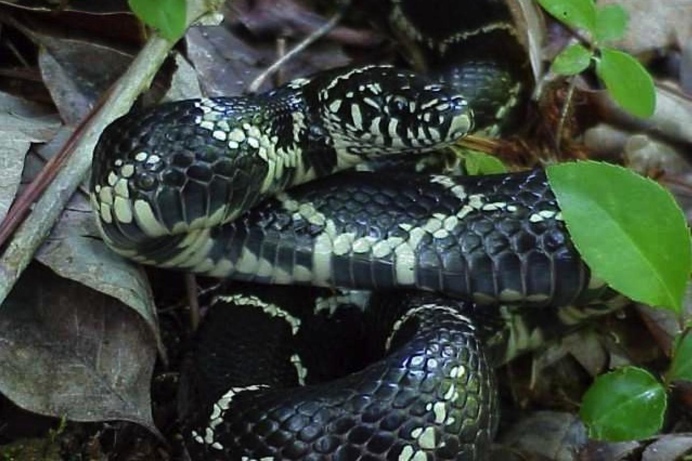 Eastern Kingsnake