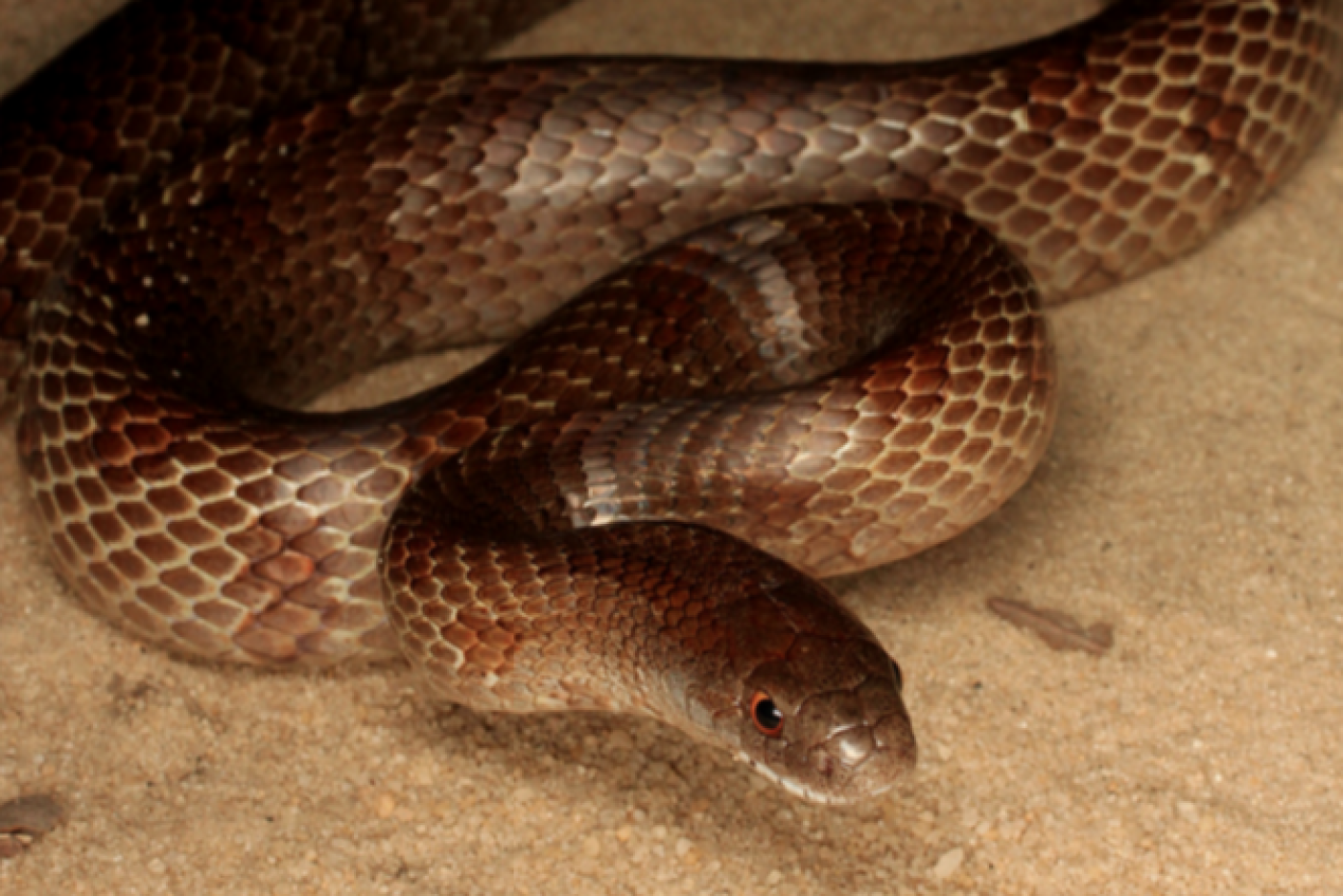 Mole Kingsnake