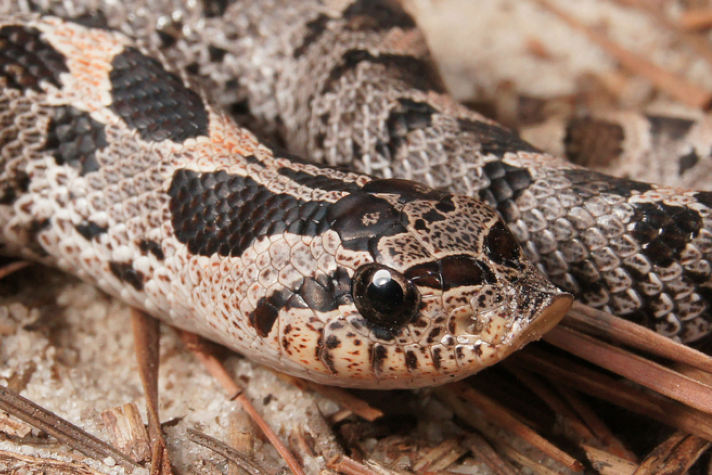 Southern Hognose Snake