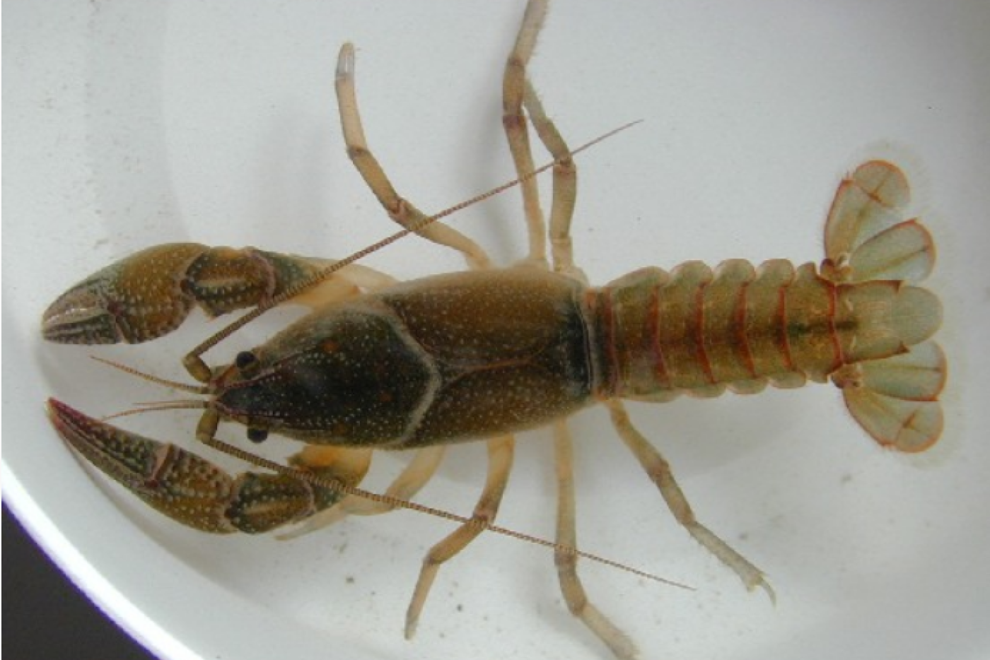 Devil Crayfish