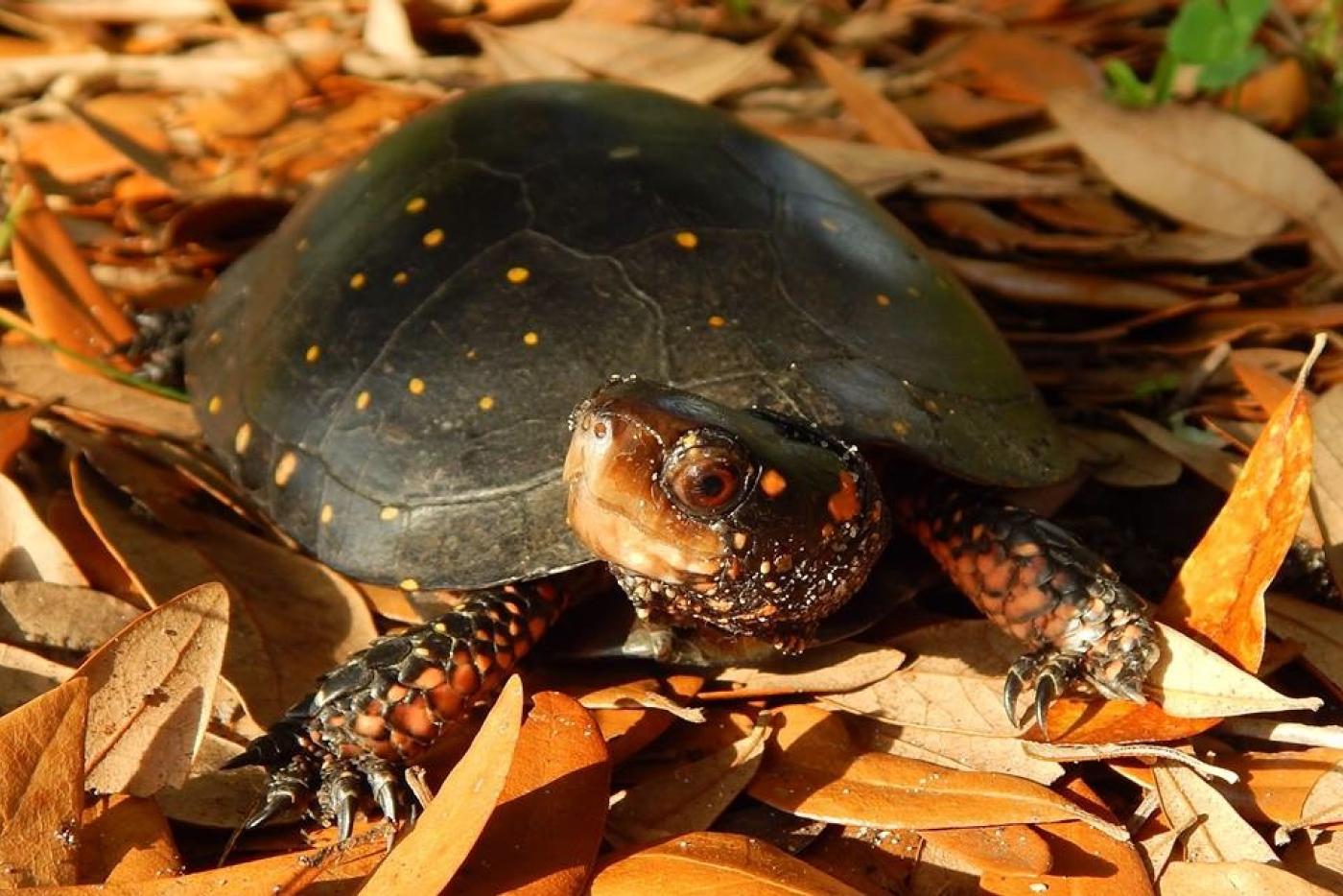 Spotted Turtle in dry leaves