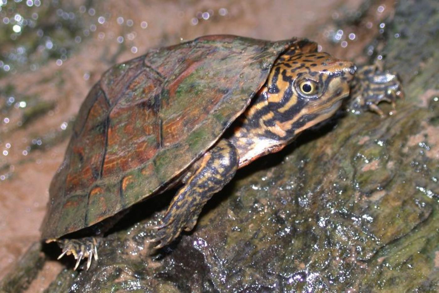 Stripe-necked Musk Turtle