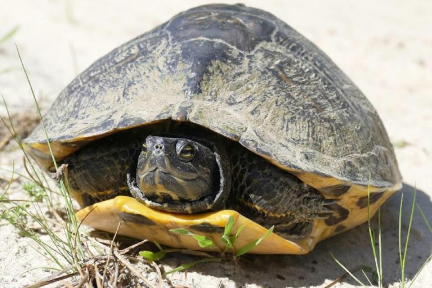 Yellow-bellied Slider turtle