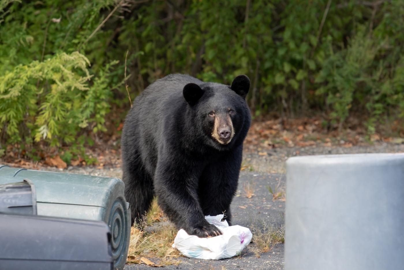 Black bear by garbage cans