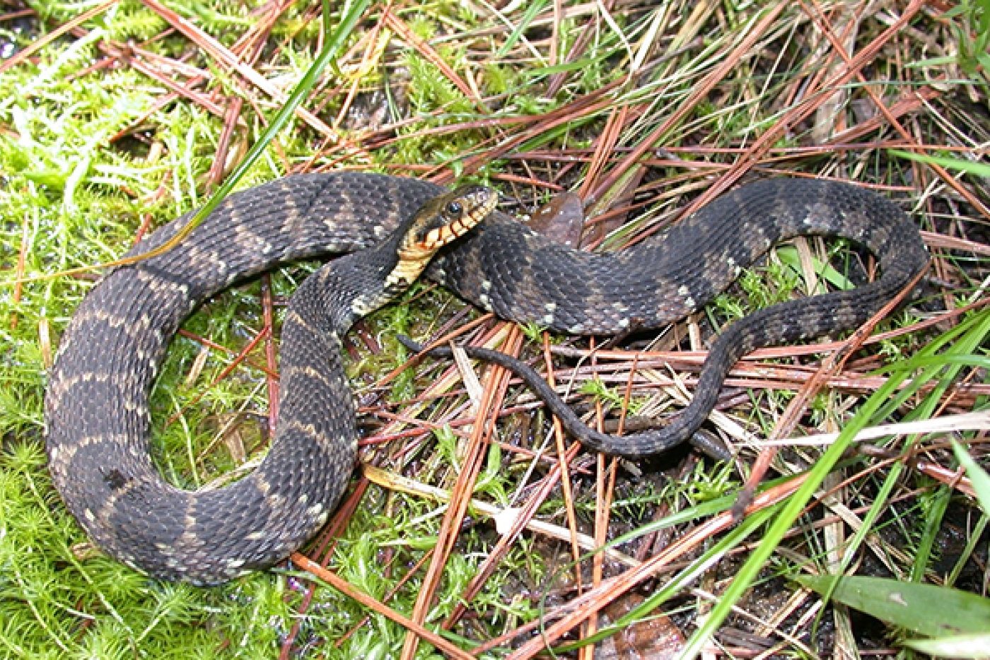 Banded Water Snake