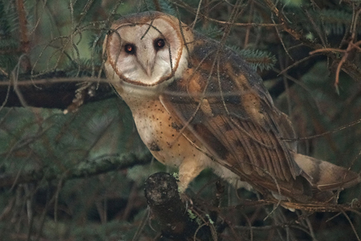 Barn Owl resting on a branch peering through the trees