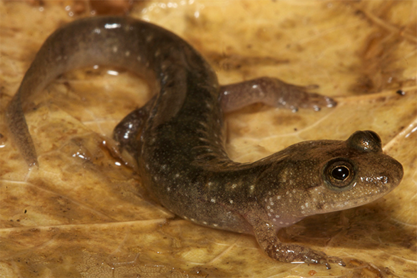 Black-bellied Salamander