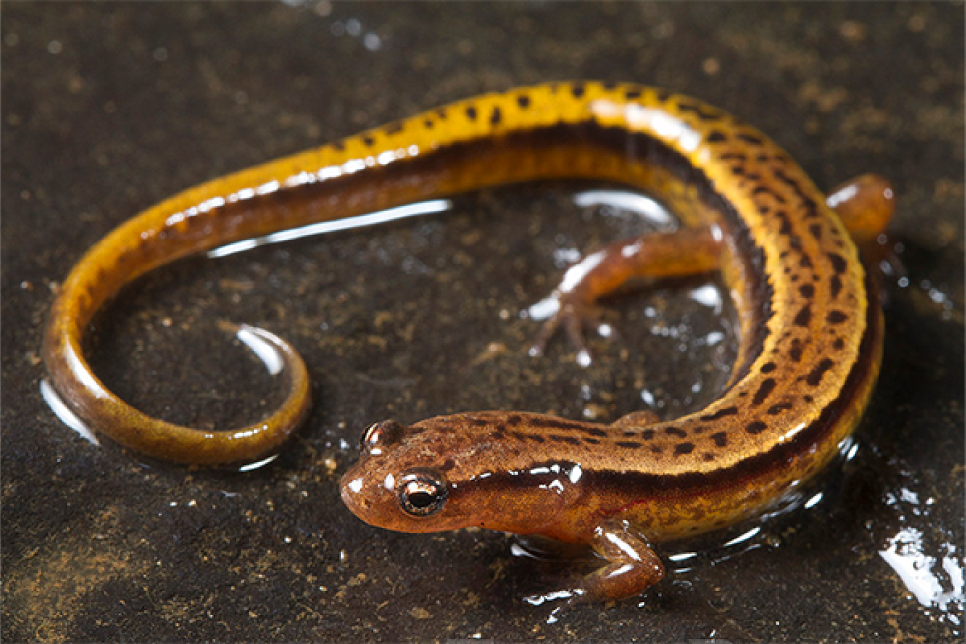 Blue Ridge Two-Lined Salamander