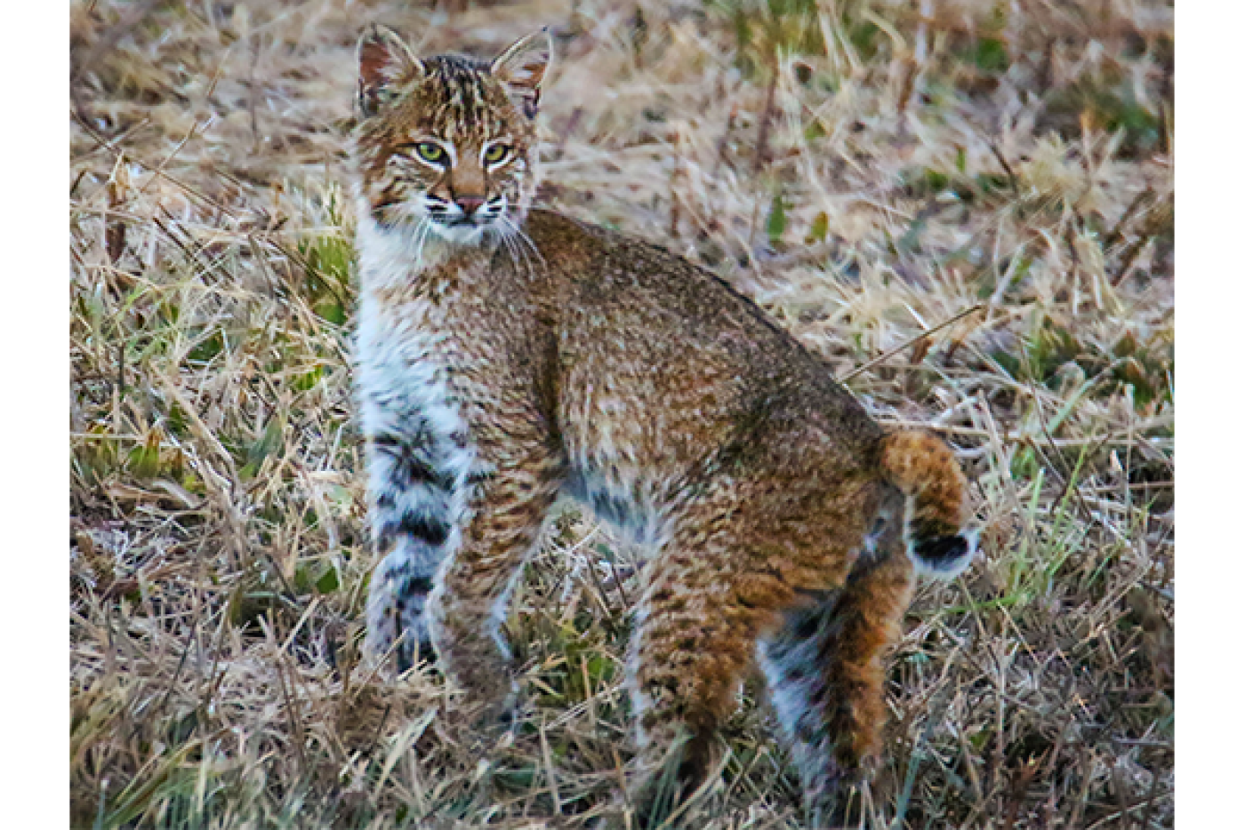 Bobcat