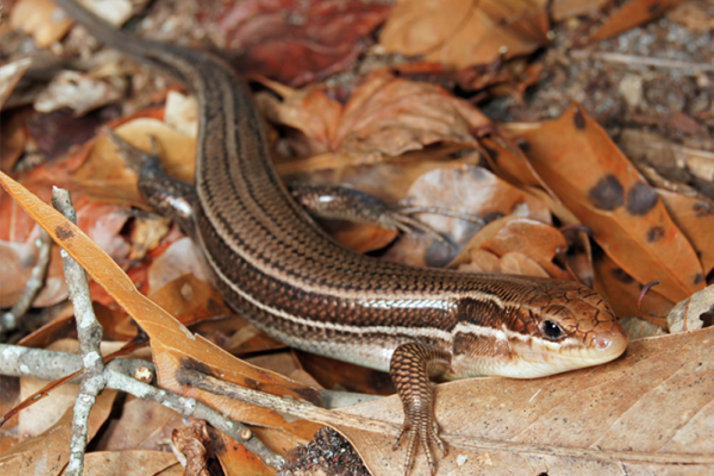 Broad-Headed Skink