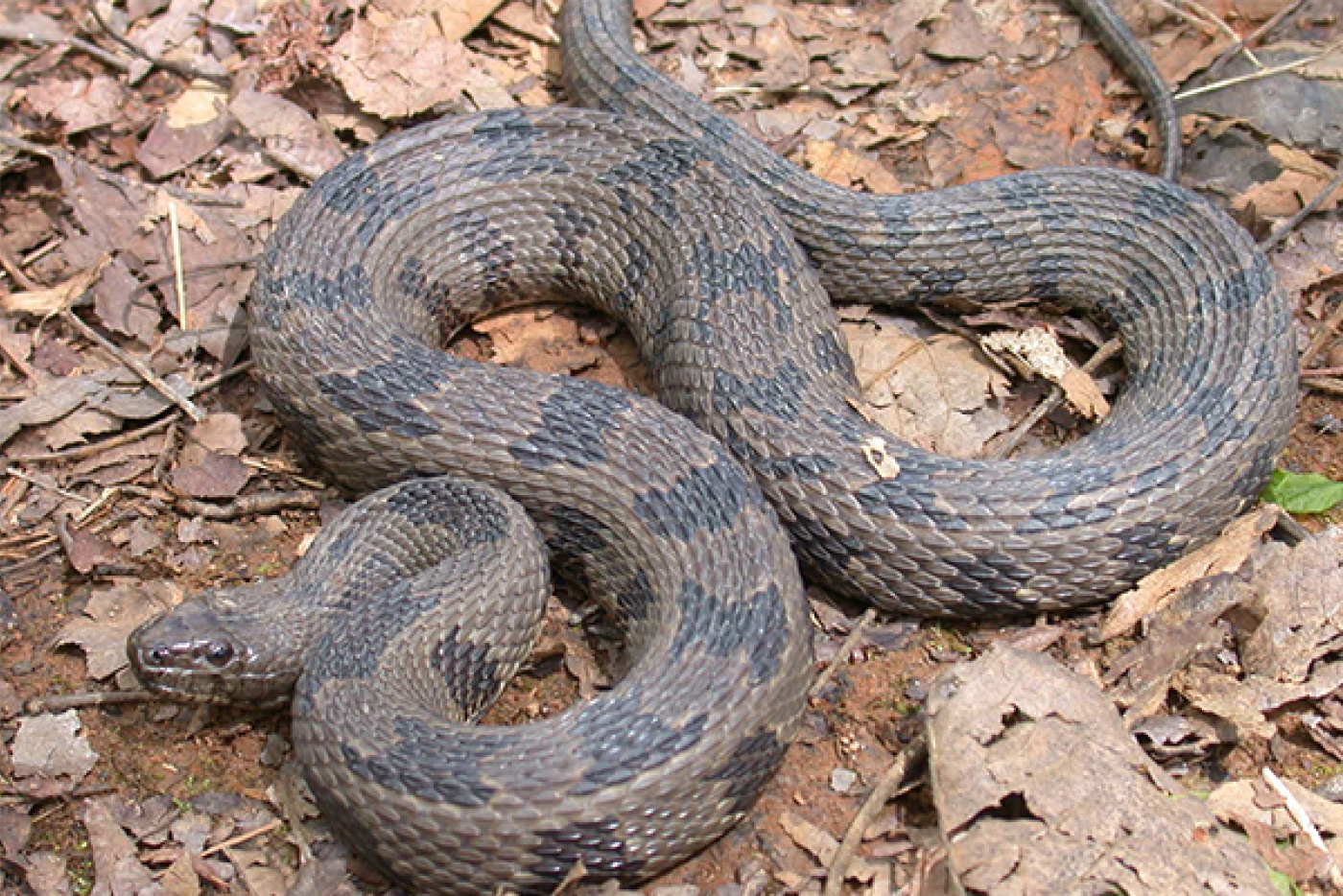 Brown Water Snake