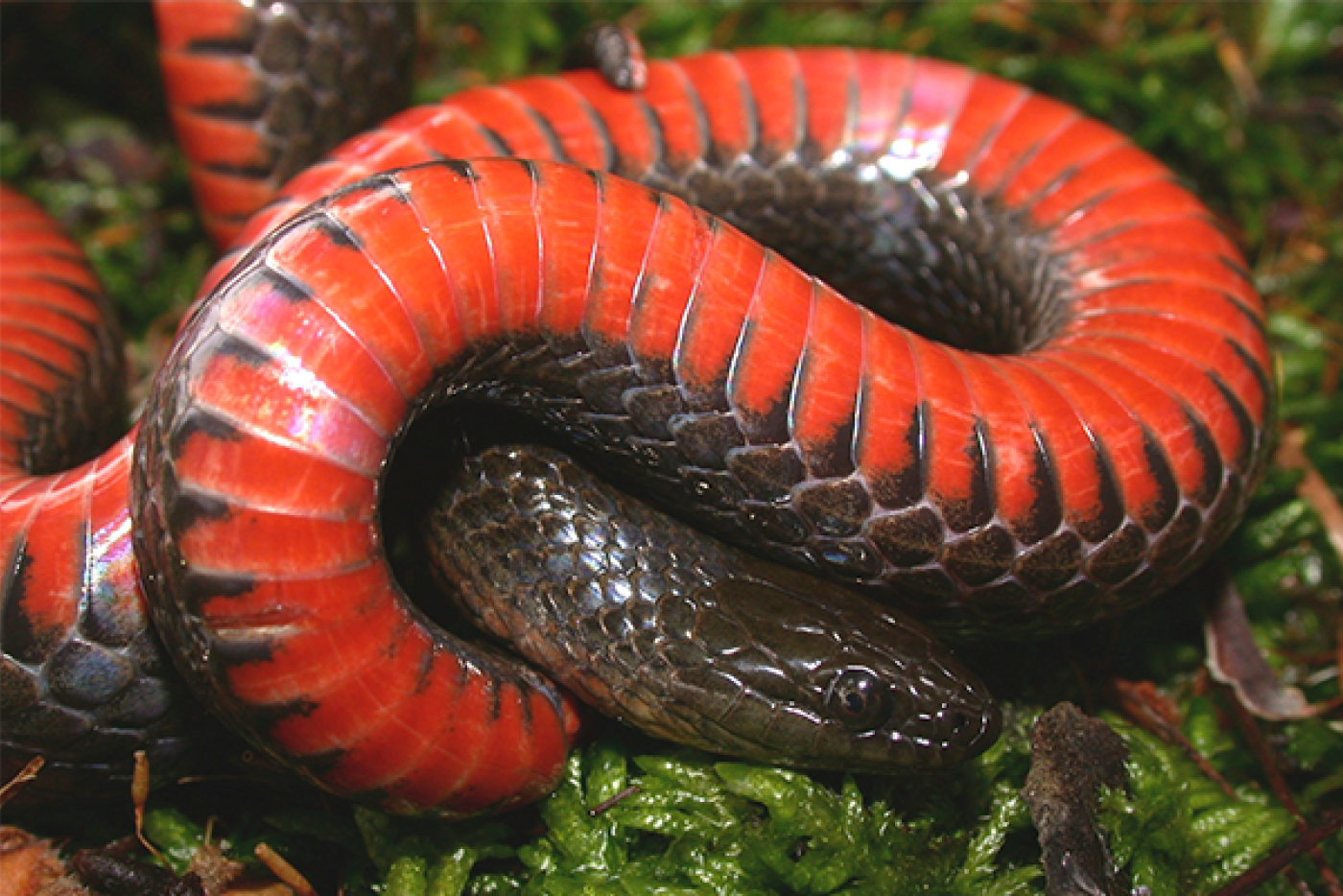 Carolina Swamp Snake
