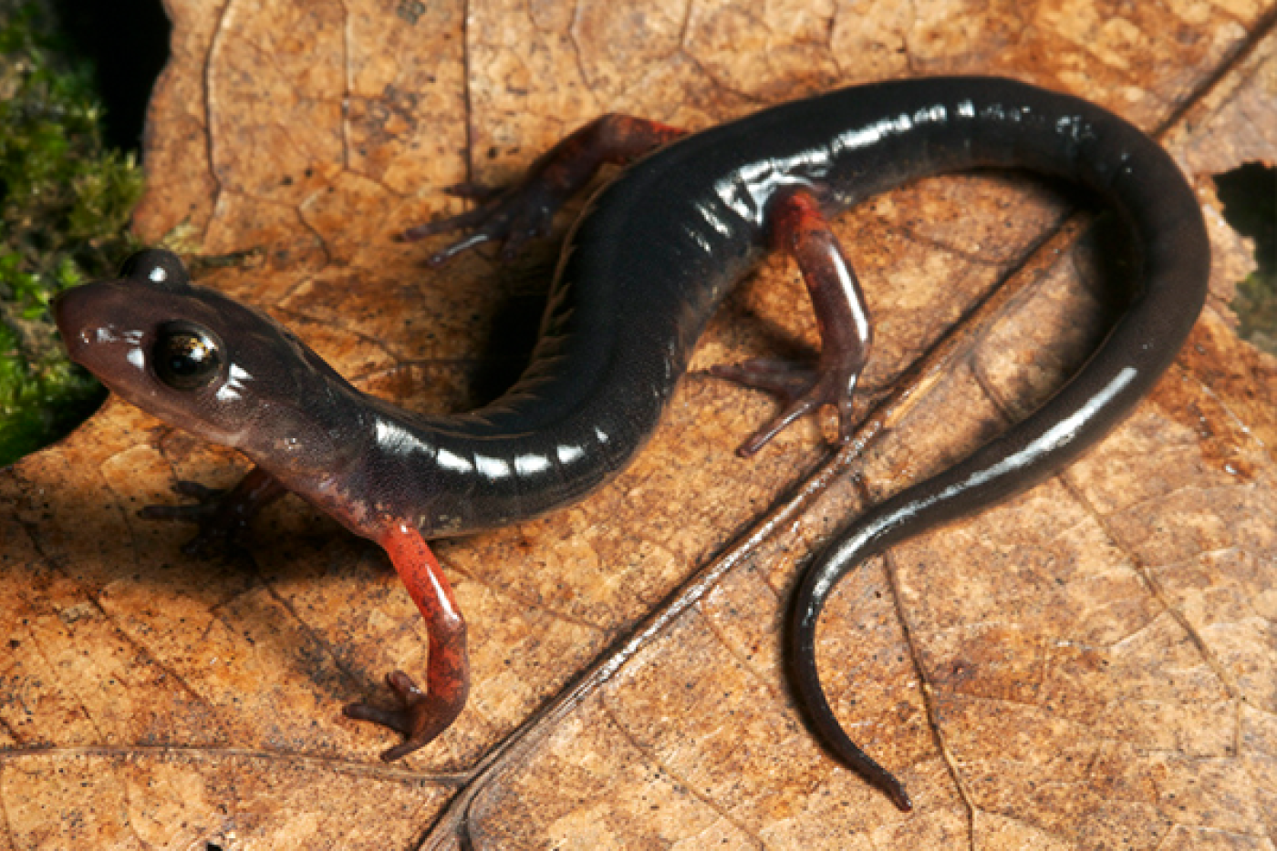 Black Cheoah Bald and Red-Legged Salamander on a Leaf