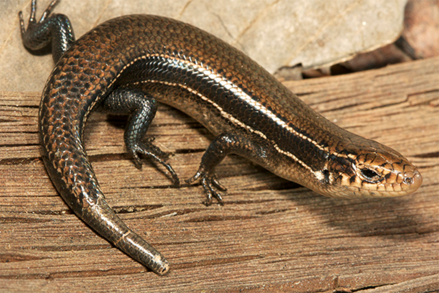 Coal Skink