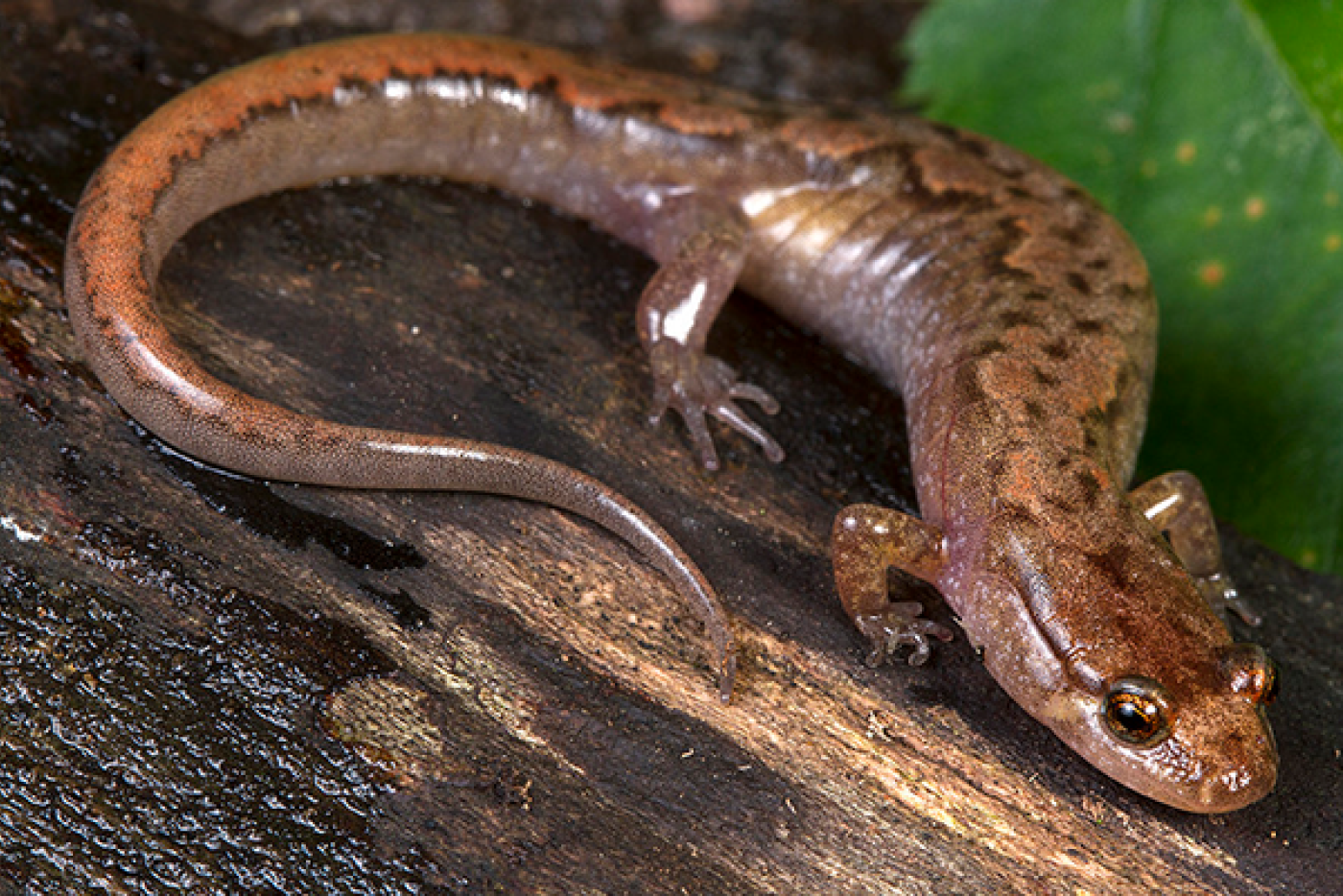 Orange Desmognathus Ochrophaeus Salamander on tree