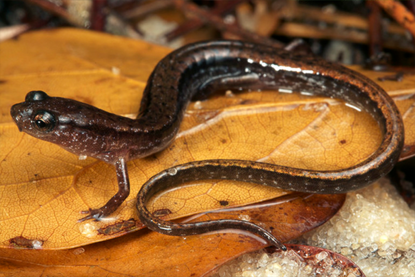 Dwarf Salamander on an orange leaf