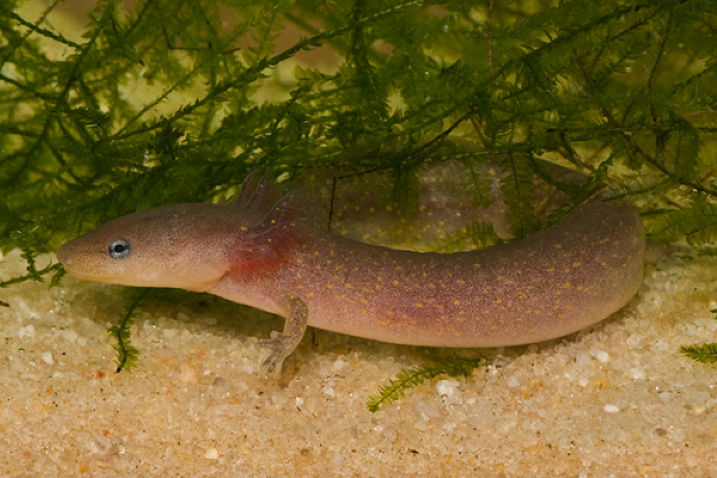 A Dwarf Waterdog in the water hovering over sand