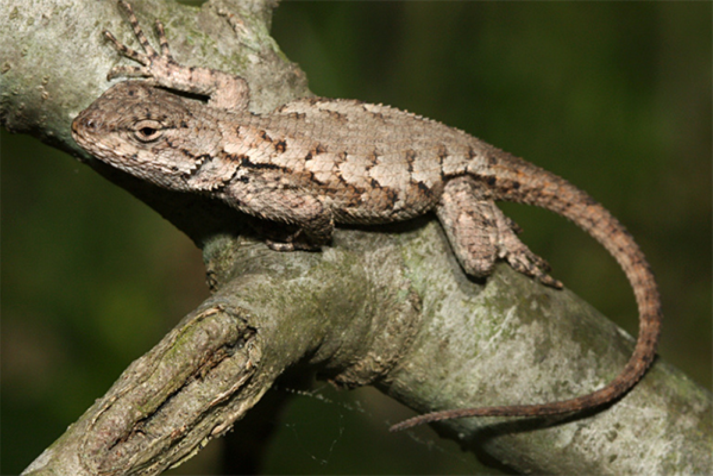 Eastern fence lizard blends in with a tree branch it is perched upon