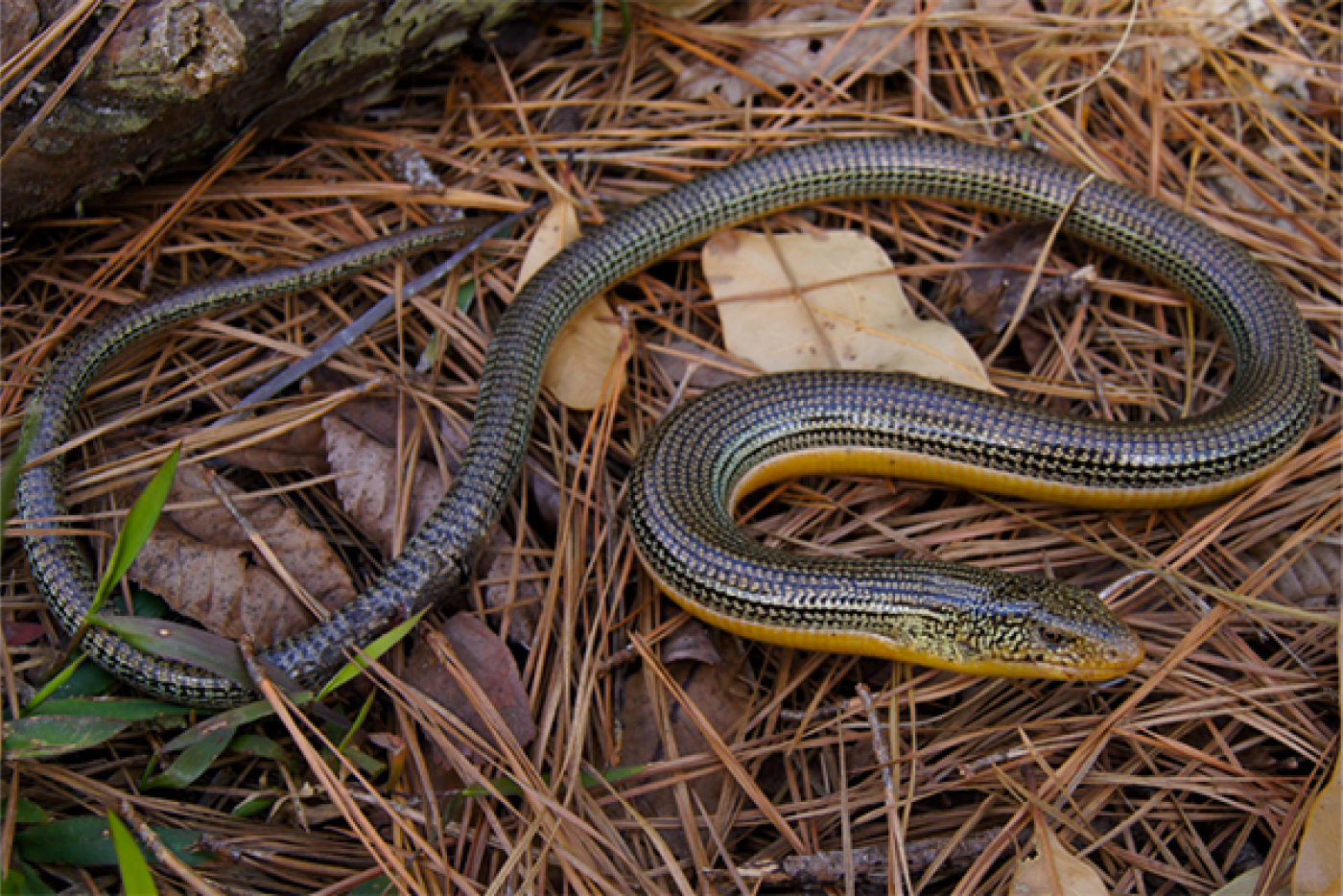 Eastern glass lizard resting among the pine tree needles on the ground