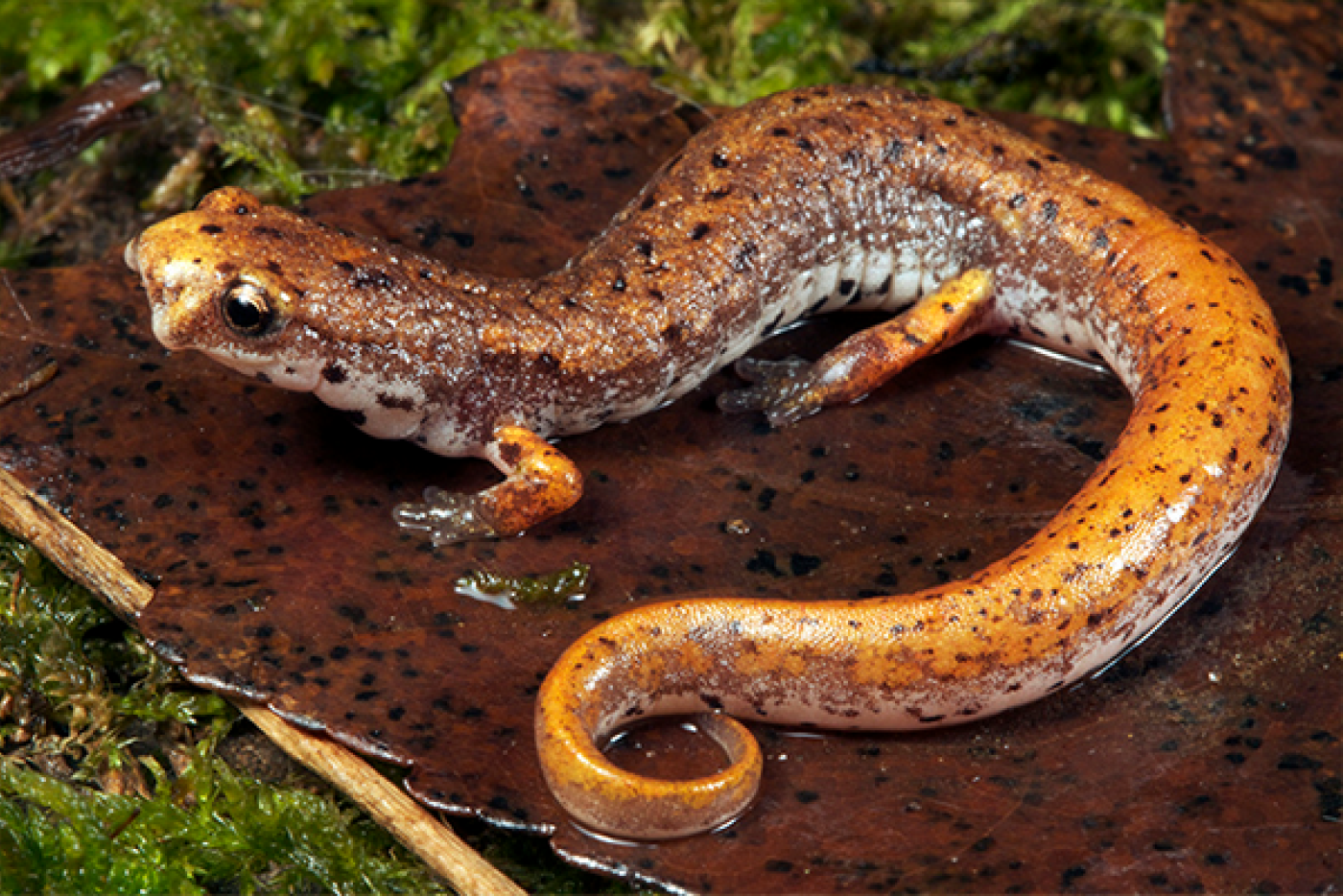 Orange Four-Toed Salamander