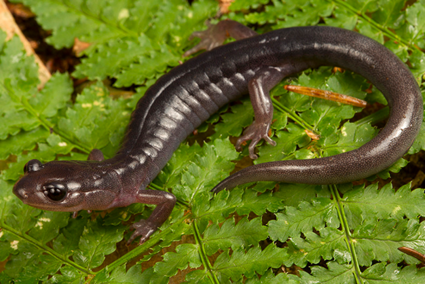 Gray-Cheeked Salamander Complex on green leaves