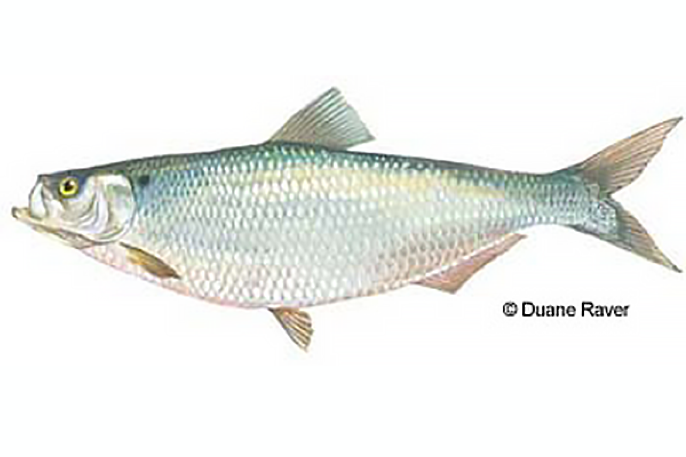 Hickory Shad Fish
