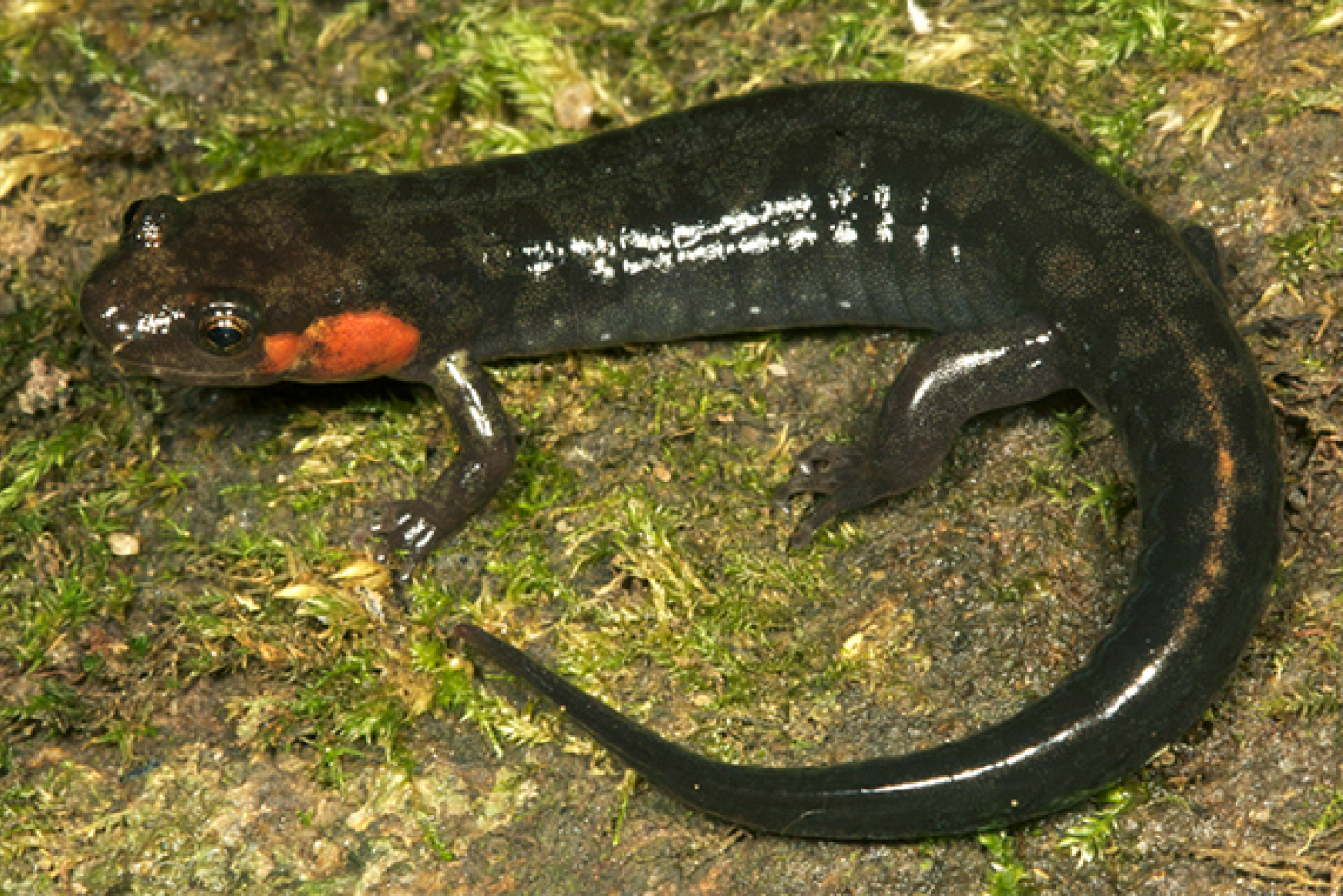 Imitator Salamander on rock covered in moss