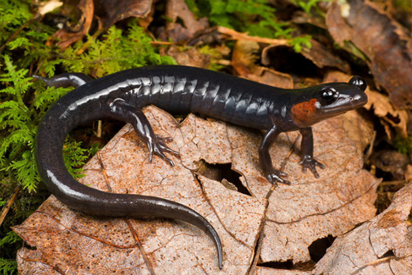 Jordan's Salamander on brown leaf