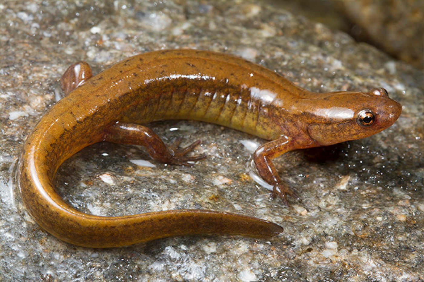 A Junaluska Salamander on a rock