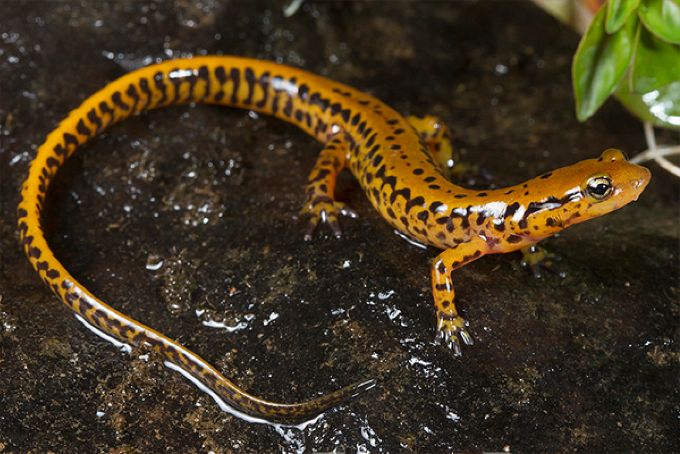 A Long-Tailed Salamander in the mud