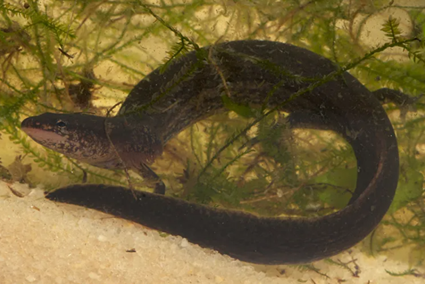 Many-Lined Salamander