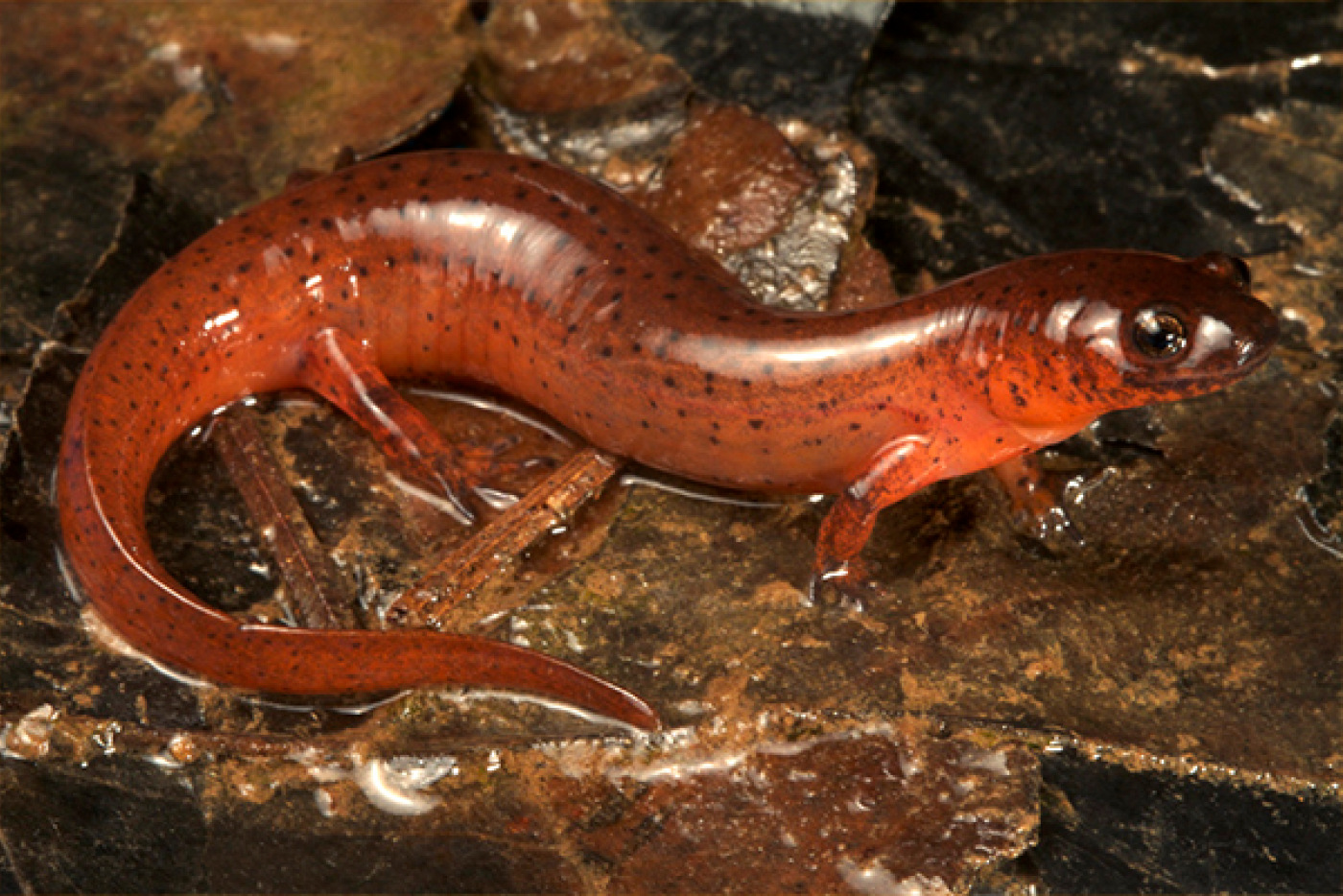 Red mud salamander on a muddy leaf